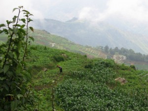 Ailo Mountains Yunnan June 2005