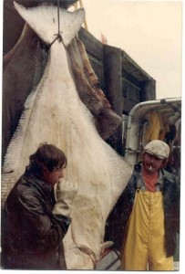 unloading a 325 pound Halibut in 1981